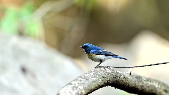 Orange flanked bush robin displays agility and balance during its flight initiation