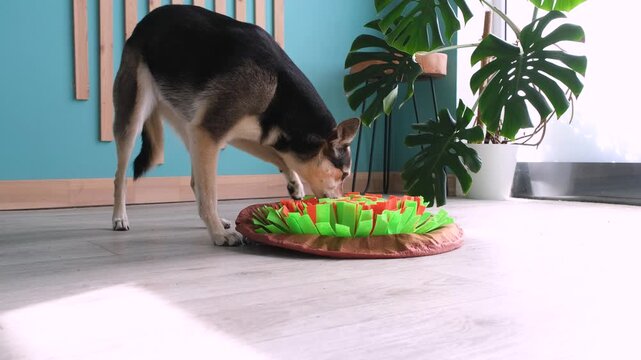 cute mixed breed dog playing with soft snuffle rug for hiding dried treats for nose work. Intellectual games with pet