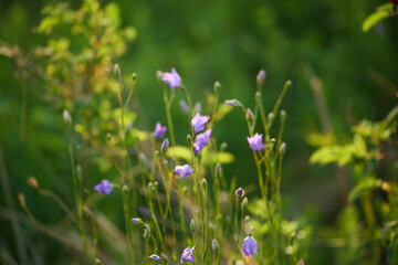 Fototapeta premium Sunlit Purple Wildflowers in Green Meadow