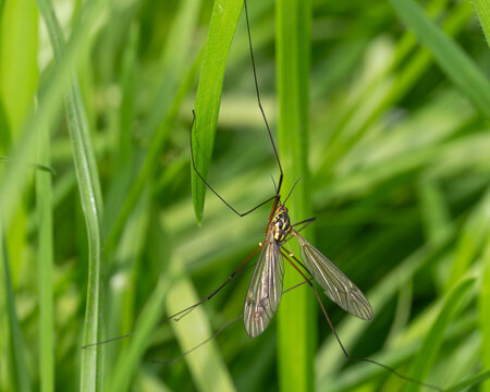 Bio Diversity - Nephrotoma appendiculata - Crane Fly in the Grass
