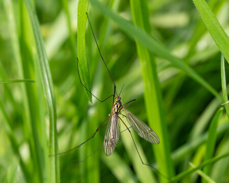 Bio Diversity - Nephrotoma appendiculata - Crane Fly in the Grass