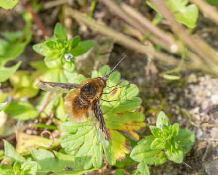 Seldom Insects - Bombylius major - Large Bee-Fly
