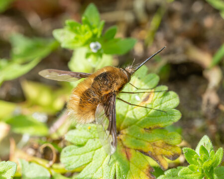 Seldom Insects - Bombylius major - Large Bee-Fly