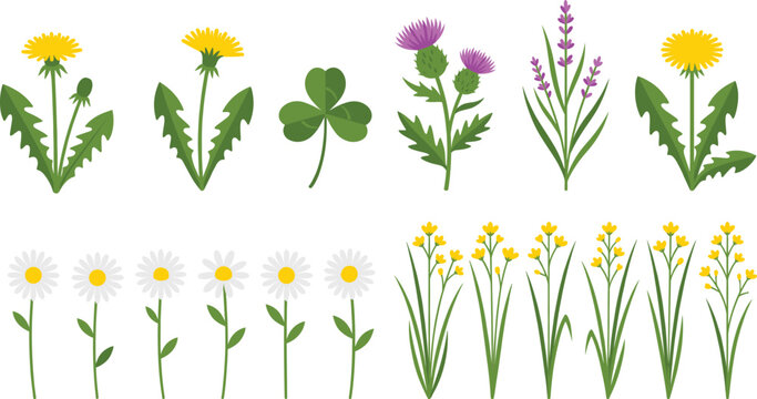 Wildflower plant set, dandelion daisy clover lavender collection, botanical spring flowers vector design pack bundle icons