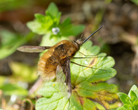 Seldom Insects - Bombylius major - Large Bee-Fly