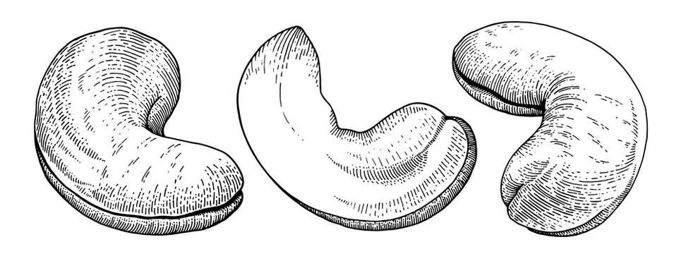Cashew nuts set, hand drawn engraving style illustration, black and white, isolated on white