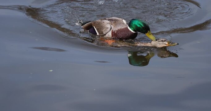 Mallard ducks mating in water, male drake copulating with female duck in natural lake habitat during spring season, slow motion 