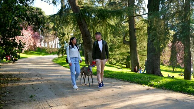 Romantic young couple enjoying a beautiful sunny day, walking their elegant greyhound dog on a leash along a path in a lush green park while chatting and spending quality time together