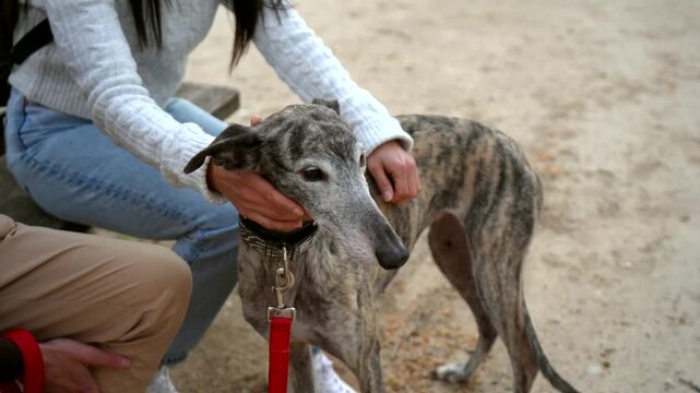 Tender moment between a couple and their beloved pet, showing a woman gently stroking a beautiful brindle greyhound as it stands calmly, enjoying the loving human touch and attention