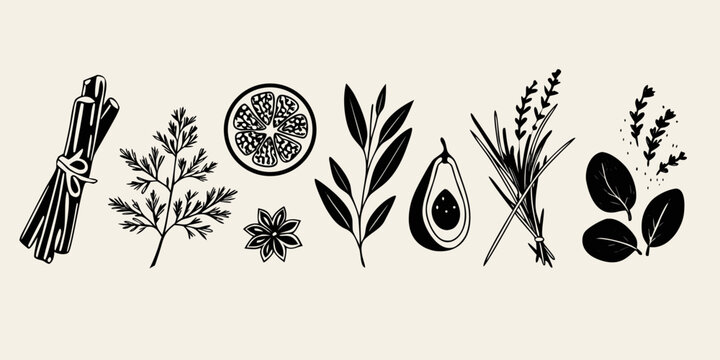 Botanical illustration of spices herbs and fruits in black and white