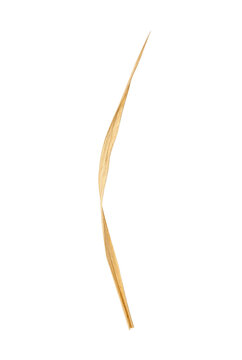 Dry blade of grass side view isolated. Nature element mockup.