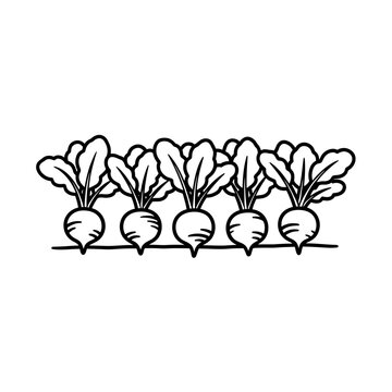 Row of beets growing in soil garden vegetable vector line art