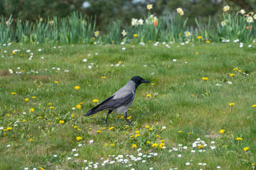 Obraz premium Gray crow walks through wildflower meadow. Yellow dandelions dot green grass. White daisies bloom alongside daffodils. Crow moves cautiously, head slightly down