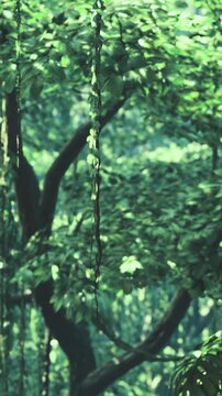 Sunlight gently streams through vibrant green leaves, creating patterns on the forest floor. The peaceful atmosphere is filled with the sounds of rustling foliage and distant birdsong.