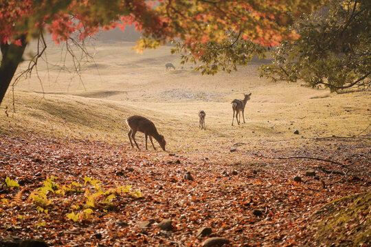 Wild Deer Grazing In Nara Park