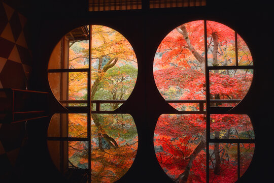 Japan leave in Autumn on during sunrise,japan