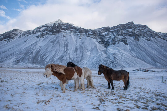 An icelandic horse in iceland winter cold snow