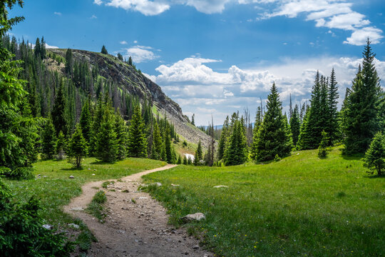 Landscape with Evergreen Hillside in Rocky Mountain NP, Colorado