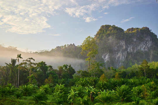 Lush Green Mountain Peak Shrouded in Morning Mist