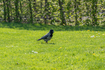 Obraz premium Lone crow walks through vibrant green grass. Yellow dandelions dot the sunlit meadow. Trees stand behind a softly blurred backdrop. The bird appears calm and focused on its path