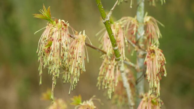 Box elder Hanging inflorescences boxelder maple tree acer negundo earrings wind pollinated dangling blooming male flowering bear clusters of pollen fresh manitoba ash-leaved red river deciduous spring