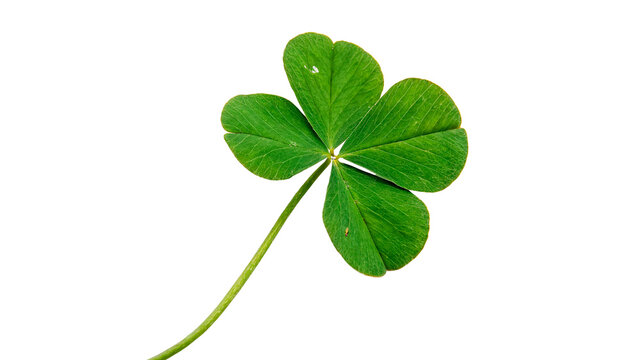 Four leaf clover  with green leaves and a long stem  isolated on transparent background