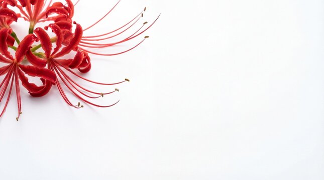 Red spider lily flower blooming on white background with copy space