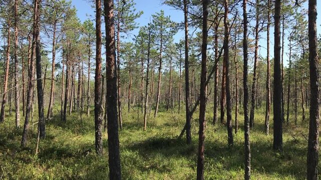 Sunlit pine forest over swampy bog, scattered slender trunks rising from mossy peat and lichen, green understory carpet dotted
