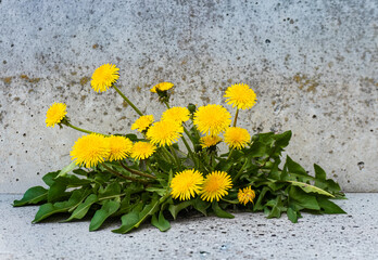 Vibrant Yellow Dandelions in Full Bloom: Weed Growing Wild on Rough Concrete Wall, Urban Nature Survival © Nastya Revva