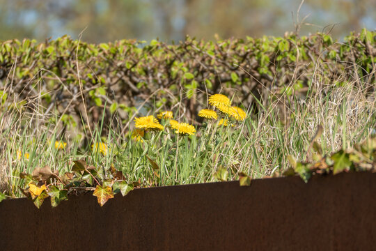 Yellow dandelions bloom beside a rusty metal edge. Green grass and dry stalks sway gently in the breeze. Hedge lines the background, blurred by distance. Sunlight enhances the vivid colors of nature