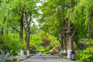 Fototapeta premium Spring Scenery of East Lake Scenic Area, Wuhan, Hubei, China