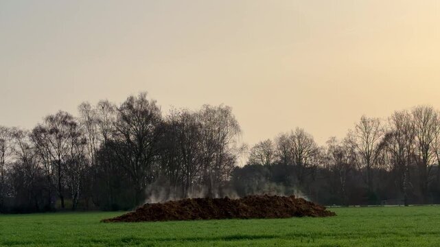 Steaming pile of manure fertilizer on a green field at sunrise, symbolizing organic farming and decomposition.