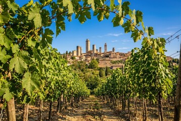 Obraz premium Vineyard in front of San Gimignano, Tuscany, Italy