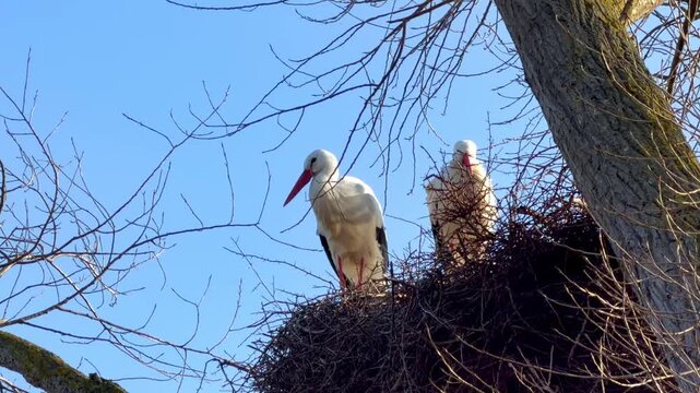 A pair of white storks stands together in their large treetop nest against a clear blue sky, a symbol of spring and fidelity.