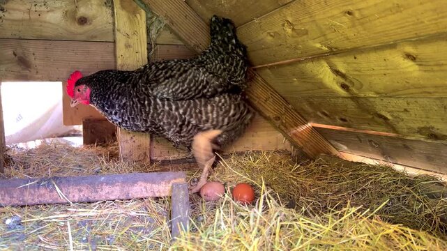 A Barred Rock hen stands over two fresh brown eggs in a rustic wooden nesting box, then walks away, leaving the eggs in the straw.
