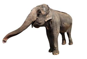 Fototapeta premium Asian elephant isolated on white background