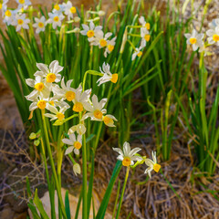 Obraz premium Daffodil wildflowers, in the Negev Desert