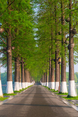 Obraz premium Spring Scenery of East Lake Scenic Area, Wuhan, Hubei, China