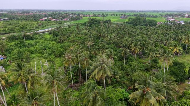 Drone aerial of Labuh Banting Malay village showing coconut palms, houses and surrounding rice fields.