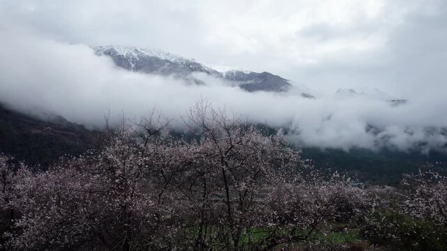 Drone view of village in Bomi County, Nyingchi, Tibet, China. Beautiful pink peach blossoms with snow covered mountains and white belt clouds background. 4k real time footage, travel concept.