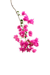 Fototapeta premium An isolated image of pink bougainvillea blooming on branches, in PNG format with a transparent background.
