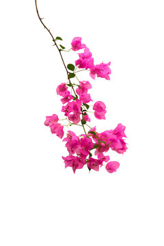 An isolated image of pink bougainvillea blooming on branches, in PNG format with a transparent background.