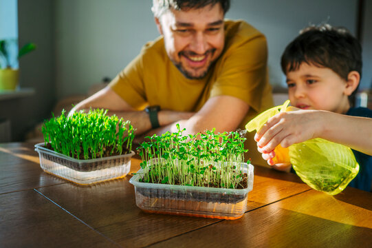 Smiling father and son watering fresh microgreens indoors