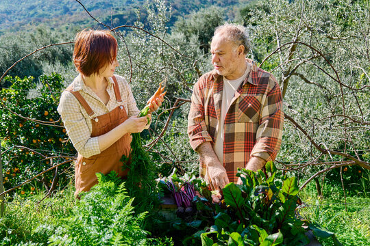 Couple harvesting carrots and beetroots in organic home garden