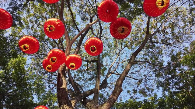 Red lanterns hanging in trees george town chinese new year