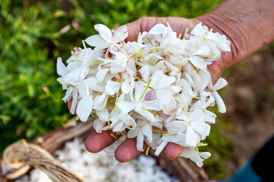 Hand holding freshly harvested jasmine flower in Grasse France