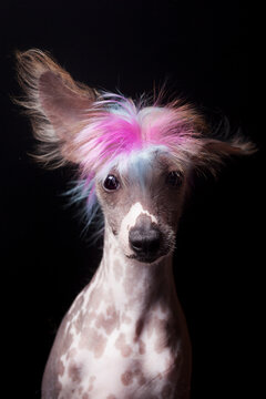 Portrait of a Chinese Crested dog with dyed pink and blue hair
