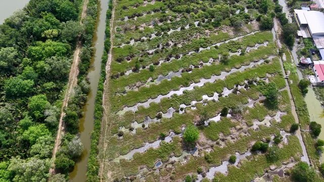 Aerial drone view of young oil palm plantation rows