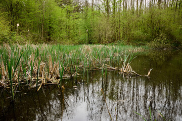 Obraz premium Morning in forest of Halle with bluebell flowers, Halle, Belgium