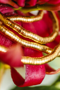 Gold chain jewelry on wet red waratah flower petals